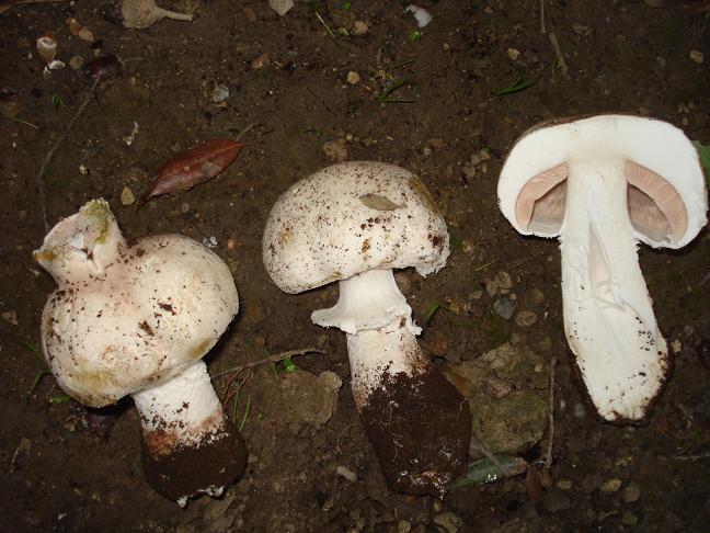 Agaricus chionodermus